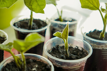 Growing vegetables on the windowsill in the house. Young seedlings in pots on the window, closeup. Healthy seedlings. Hobby gardening.