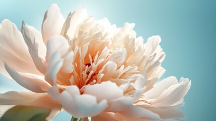 Close-up of a Delicate Peony Flower
