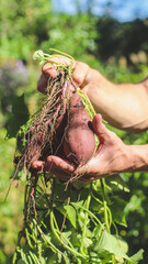 sweet potato tubers in the hands of a farmer after being dug out of the ground close-up