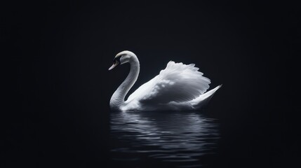 Elegant Swan in Dark Water