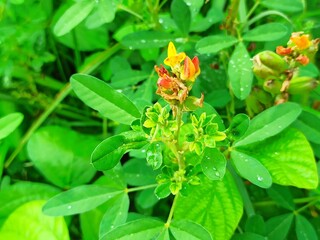 Chamaecytisus supinus is a species of theFabaceae family. Thornless , erect shrub , 15-50 cm tall, with ascending or erect branches, occasionally also prostrate.