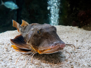 Tub Gurnard Spiny red gurnard Chelidonichthys spinosus