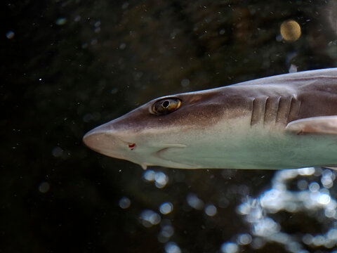 dogfish shark underwater close up portrait
