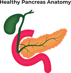 Healthy Pancreas Anatomy Science Vector Illustration