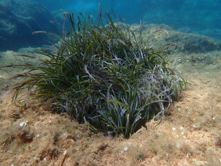 Obraz premium Neptune grass or Mediterranean tapeweed (Posidonia oceanica) undersea, Aegean Sea, Alonissos island, Chrisi Milia beach