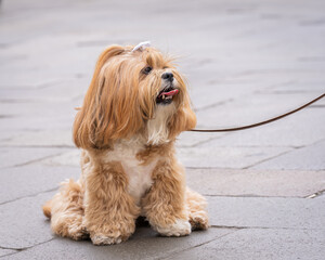 Close up of long haired Lasa Apso with white bow. Lhasa Apso dog with a long silky coat sitting on...