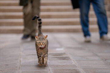 Hardy domestic short hair tabby cat walking  on the narrow street of Venice. Cats in Venice. Narrow...