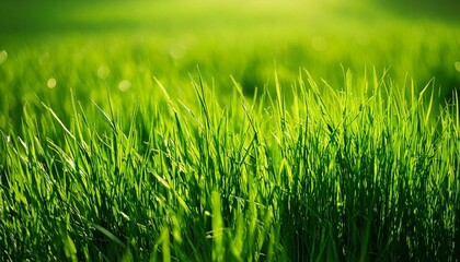 Fototapeta premium Close-up photo of green glass