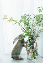 A gray rabbit stands on its hind legs near a vase of flowers. A gray rabbit on a white background sniffs flowers