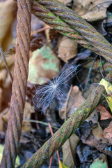 White fluff between iron fittings on the background of yellowed autumn leaves. Freedom concept