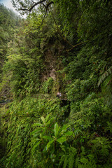 Fototapeta premium Moss-Covered Walls in Madeira's Hidden Gorge