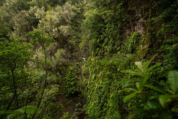 Forest Path in Madeira’s Stunning Gorge