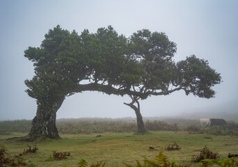Ethereal Beauty: Cows in Madeira's Mist