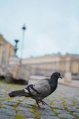Pigeon with Light and Dark Gray Feathers Walking on the Street Searchinf for Food
