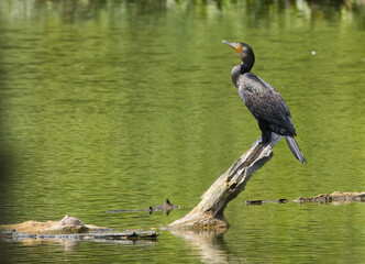 Cormorant on tree stump, cormorant sunbathing, cormorant on tree stump in the sunshine, black bird in the lake