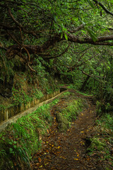 Path Through Madeira’s Verdant Wilderness