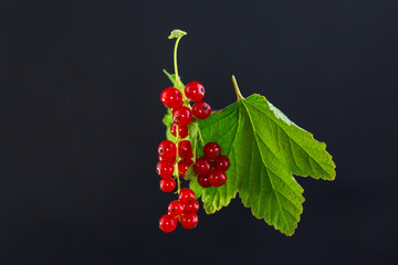 twigs of ripe red currants, isolated on a black background