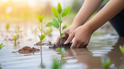 Close-up of hands planting trees on a flooded landscape, symbolizing hope and climate resilience efforts