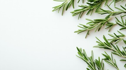 Fresh rosemary leaves spread across a white background, offering a natural and aromatic look for healthy cooking or herbal concepts.