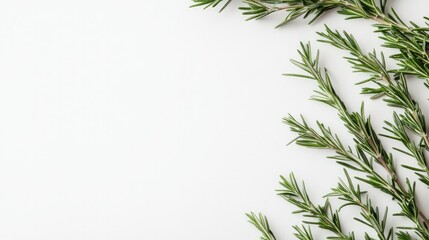 Fototapeta premium Several sprigs of rosemary, arranged diagonally on a clean white background, emphasizing the freshness and culinary uses of the herb.