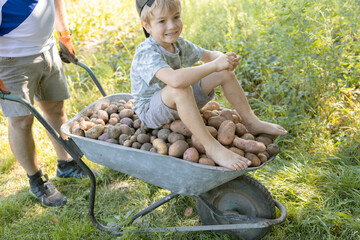 joyful boy of about 7 years old is sitting on a cart filled with freshly dug potatoes. Enjoy a good harvest, little helper. Harvest season, agriculture. engage in organic farming. farming games