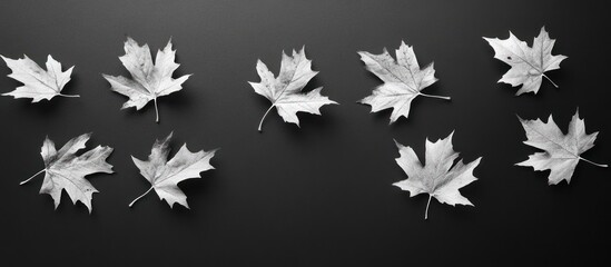 Black and white image of nine maple leaves on a black background.