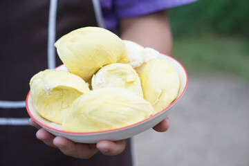 Close up hands hold soft yellow durian meat. Concept, king of fruits, seasonal fruit with strong smell, agricultural economic crop in Thailand and Asian countries.     