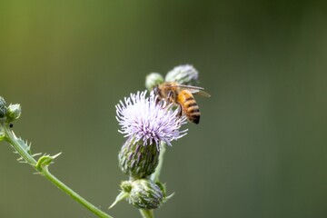 bee on a flower