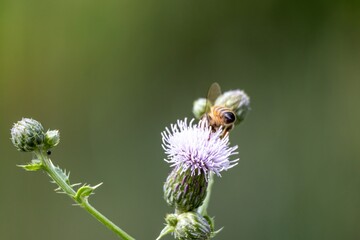 bee on a flower