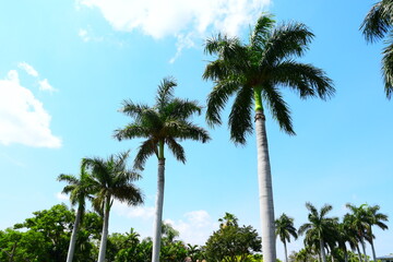 Naklejka premium Palmen Strand Miami