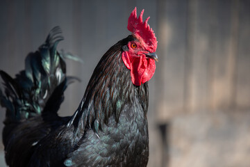 Close-up of a black chicken in profile.