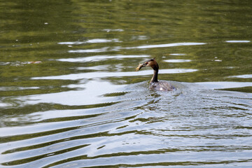great crested grebe in the water
