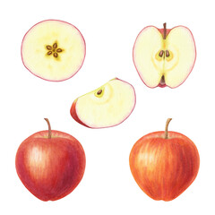 Set of cut in half and whole red apples on isolated background. Juicy ripe fruits. Sweet organic healthy food. Hand drawn watercolor botanical illustration. Clip art for design, cards, packaging
