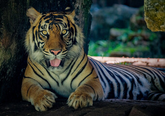 Portrait of the Sumatran Tiger