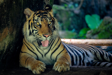 Portrait of the Sumatran Tiger