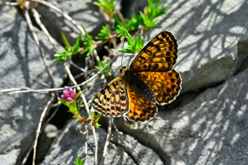 Roter Scheckenfalter - Weibchen // Spotted fritillary, red-band fritillary - female (Melitaea didyma meridionalis) - Montenegro