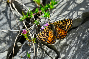 Spotted fritillary, red-band fritillary - female // Roter Scheckenfalter - Weibchen (Melitaea didyma meridionalis) - Montenegro