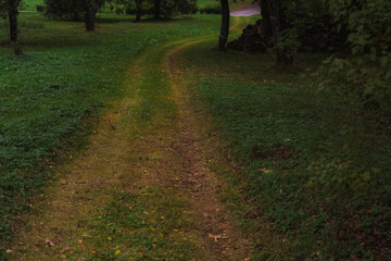 A forest dirt road, overgrown with grass. Cold, evening October