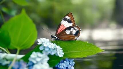 Obraz premium Colorful butterfly resting on a green leaf near blue flowers in a peaceful garden.