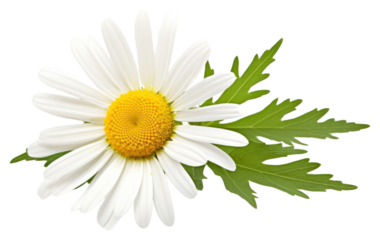 PNG Beautiful chamomile flower and leaf daisy plant white.