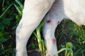 Blood on animal's leg. Need of veterinary care or first aid. Dog injured wound on paw. Wound on...