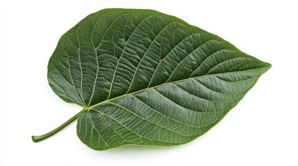 Obraz premium A close-up of a large green leaf with visible veins and textures, isolated on a stark white background.
