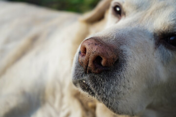 Labrador's head and nose top view. Tired senior dog takes a break outdoors. Senior white Retriever resting on a grass. Elderly labrador in the park. Dog laying down in sunlight.