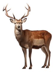 Obraz premium PNG Old deer wildlife animal antler.