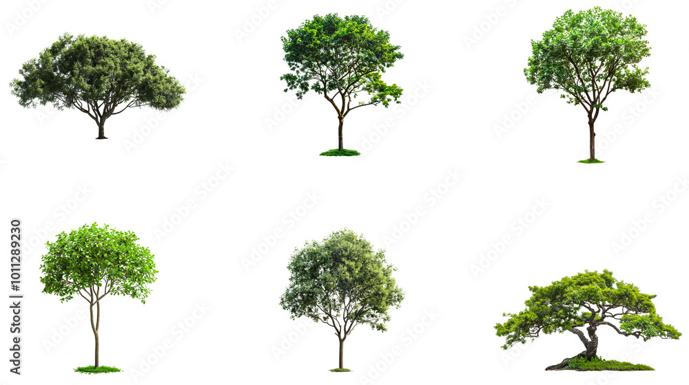 Poster diverse tree varieties showcasing unique shapes and foliage. set png isolated on transparent backgro