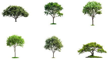 Fototapeta premium Diverse tree varieties showcasing unique shapes and foliage. Set png isolated on transparent background