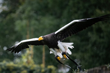 Ein Weißkopfseeadler im Gleitflug in einer Falknerei