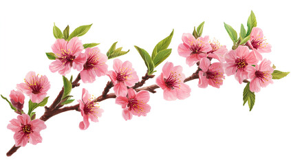 Obraz premium a group of pink flowers