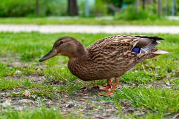 Mallard duck