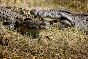 The black crocodile, a true master of the waters, blends seamlessly into its environment. Nature's design at its finest